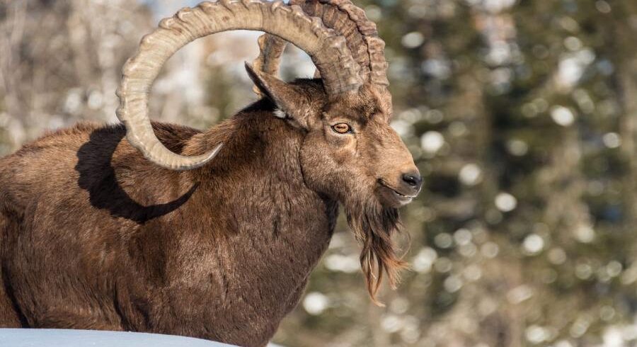 himalayan ibex hunting